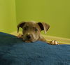 Janie