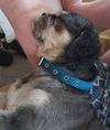 Tashi