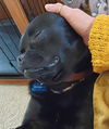 Fang