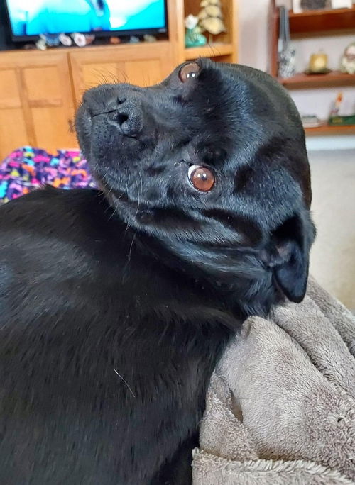 Fang