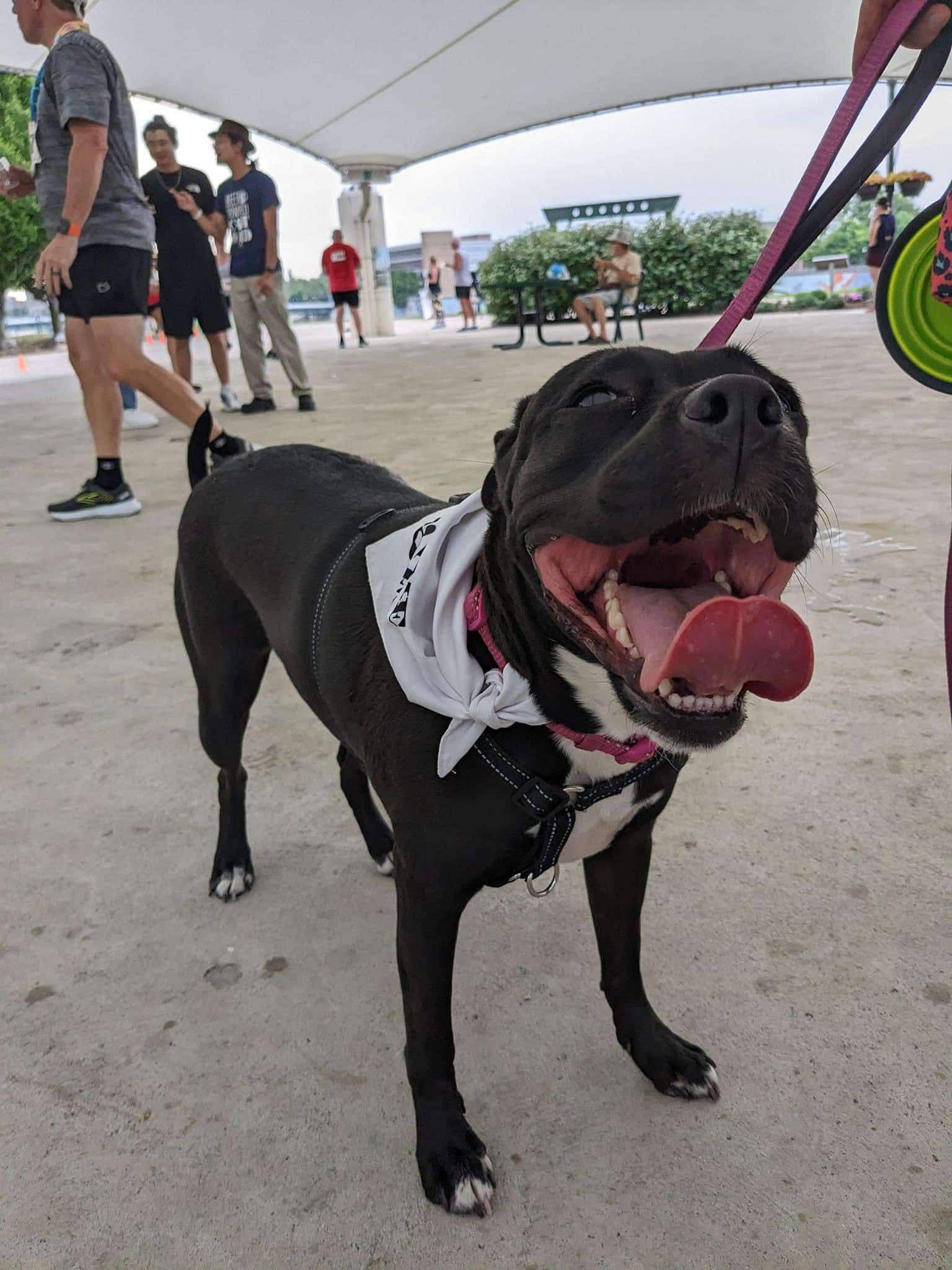 adoptable Dog in Germantown, OH named Yoga Bear