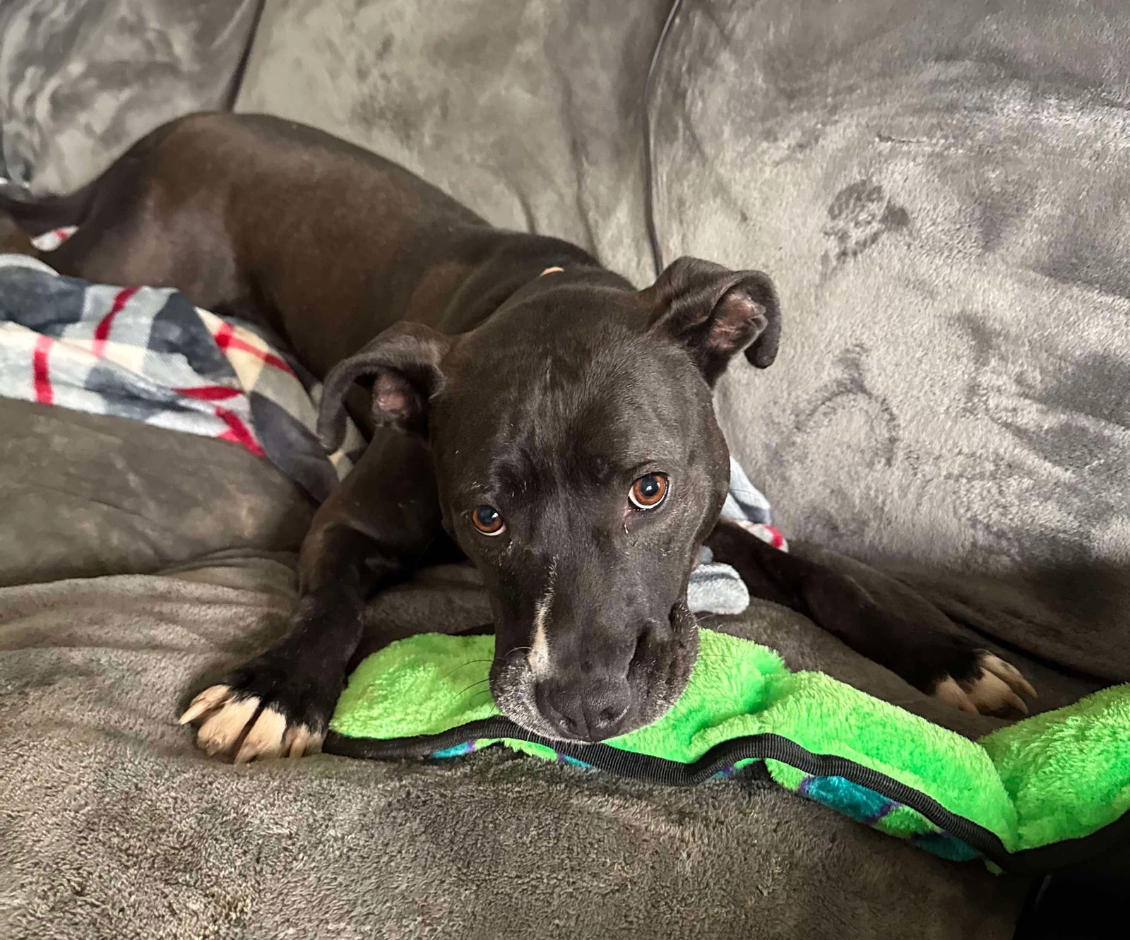 adoptable Dog in Germantown, OH named Firefly