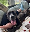 adoptable Dog in germantown, OH named Firefly