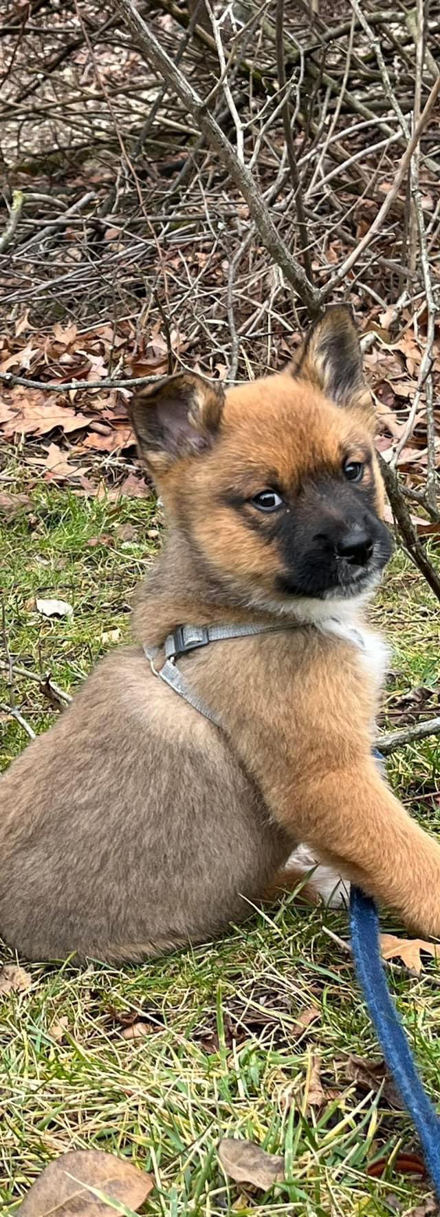 Dog for Adoption Shaya, a Keeshond in Kettering, OH Alpha Paw