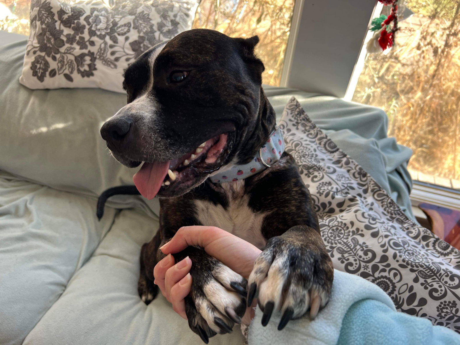 Dog for Adoption Honey Bunn, a American Staffordshire Terrier in