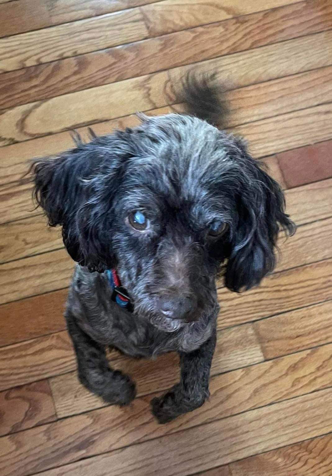 Dog for Adoption - Pepe Le Poodle, a Poodle (Toy) in Lisbon, OH | Alpha Paw