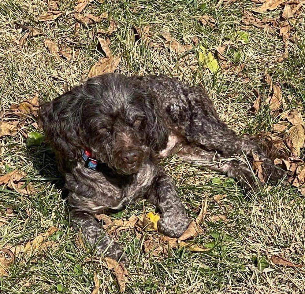 Dog for Adoption - Pepe Le Poodle, a Poodle (Toy) in Lisbon, OH | Alpha Paw