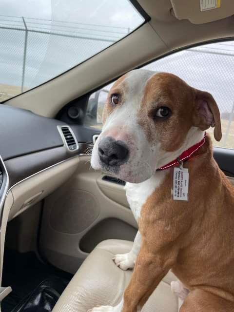 Dog for Adoption - Barley, a American Pit Bull Terrier in Lawrenceburg ...