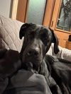 Oakley Jayne