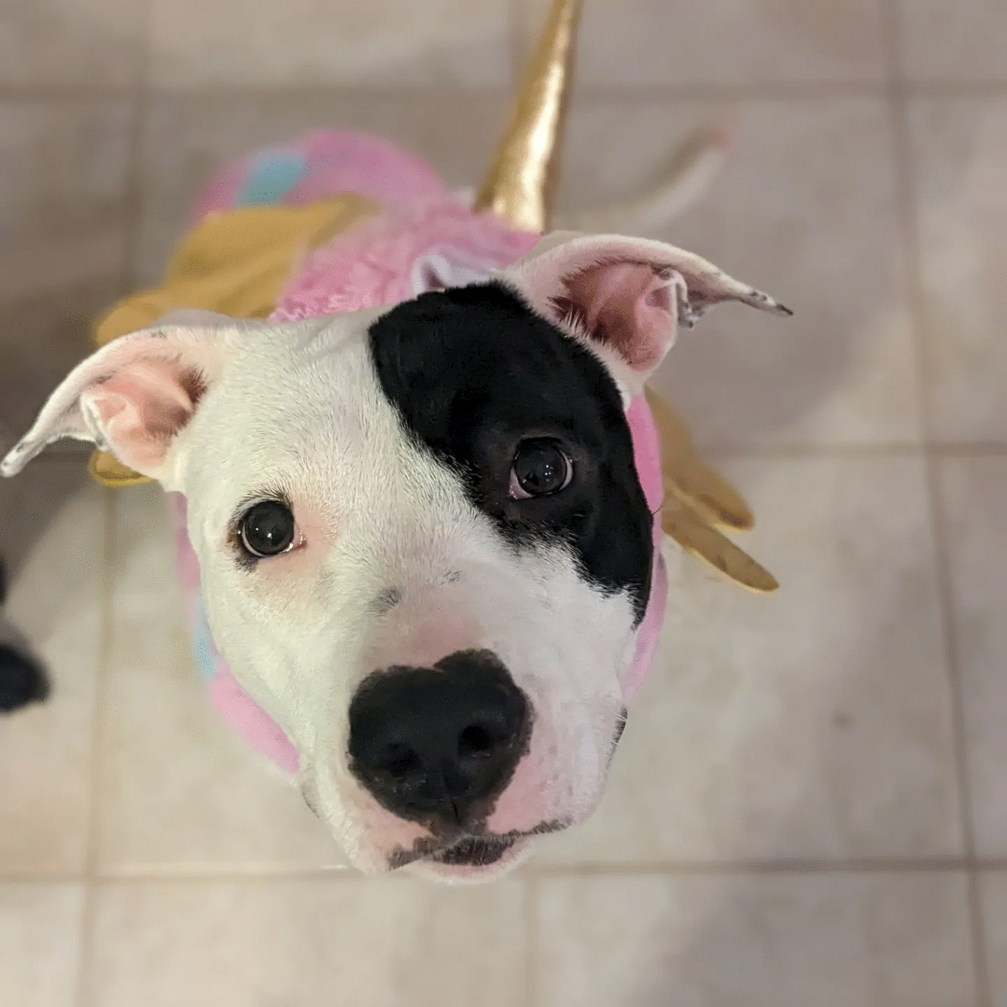 Ladybug Lulu