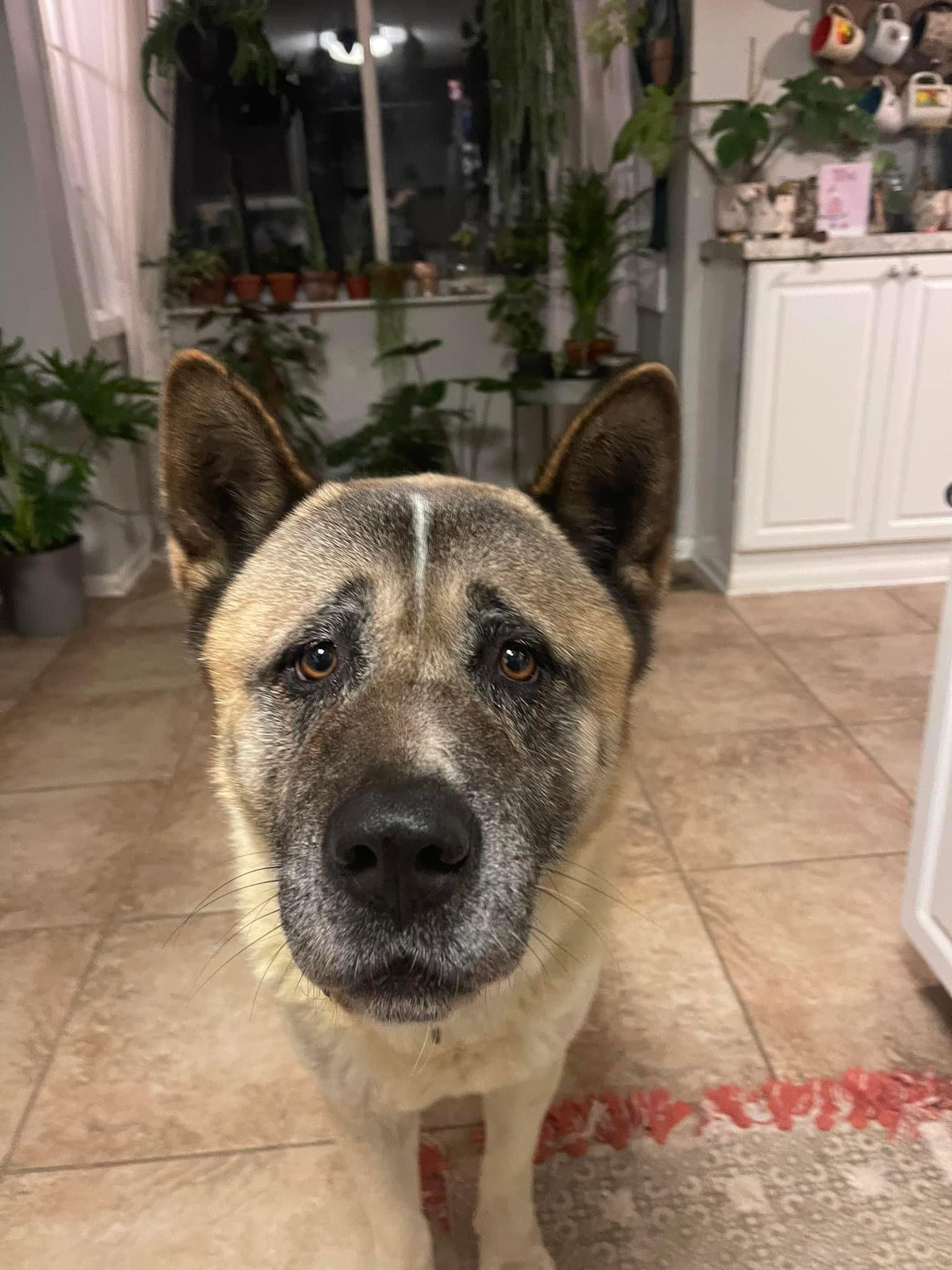 Dog for Adoption Duke Hazard, a Akita in Xenia, OH Alpha Paw