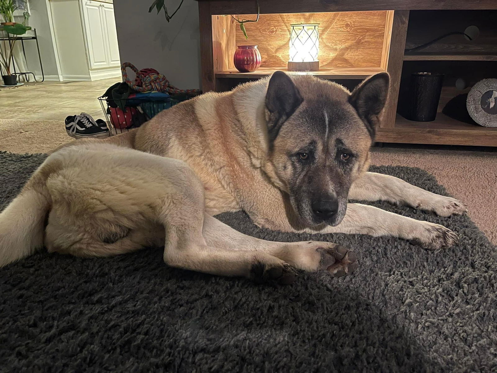 Dog for Adoption - Duke Hazard, a Akita in Xenia, OH | Alpha Paw