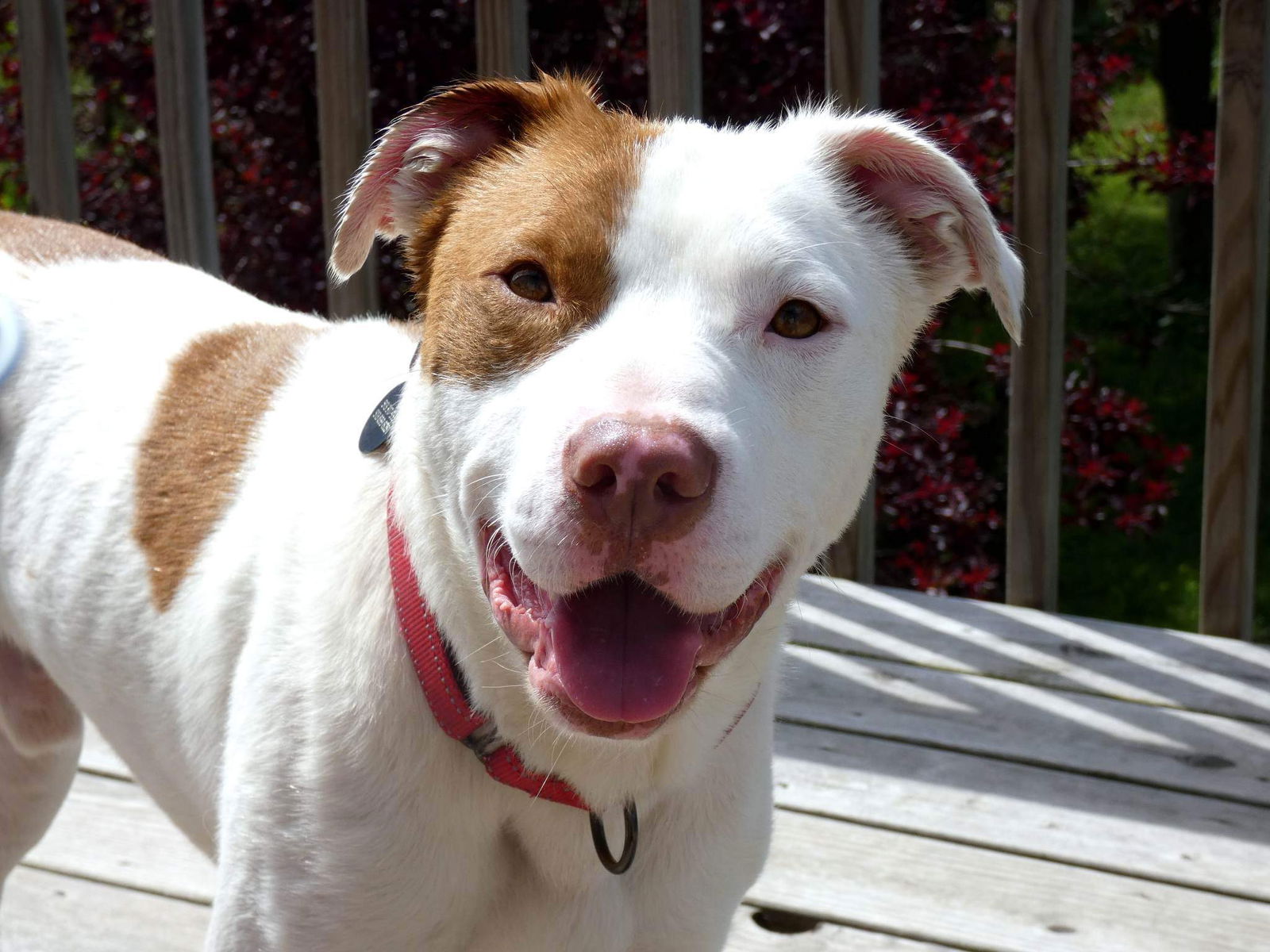 adoptable Dog in Germantown, OH named Hammy Sammy