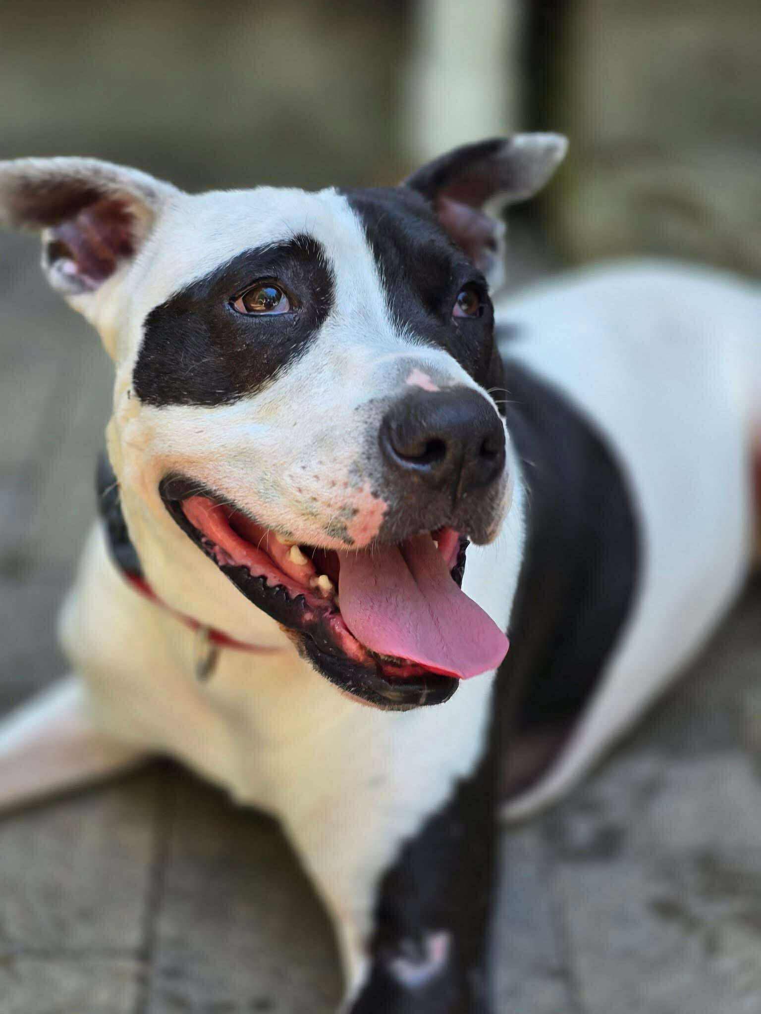 adoptable Dog in Germantown, OH named Rory
