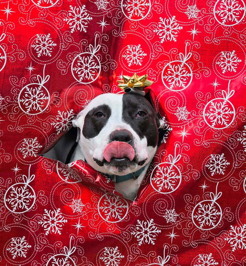 RORY - American Pit Bull Terrier available for adoption