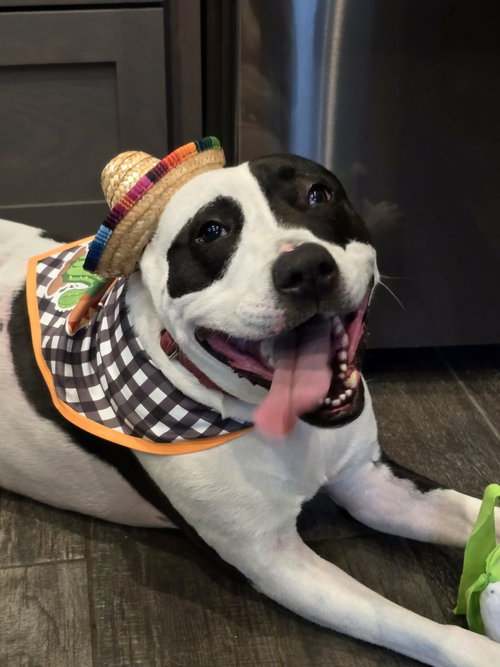 RORY - American Pit Bull Terrier available for adoption