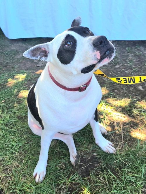 Rory, a dog for adoption from Adopt A Pit Rescue Inc
