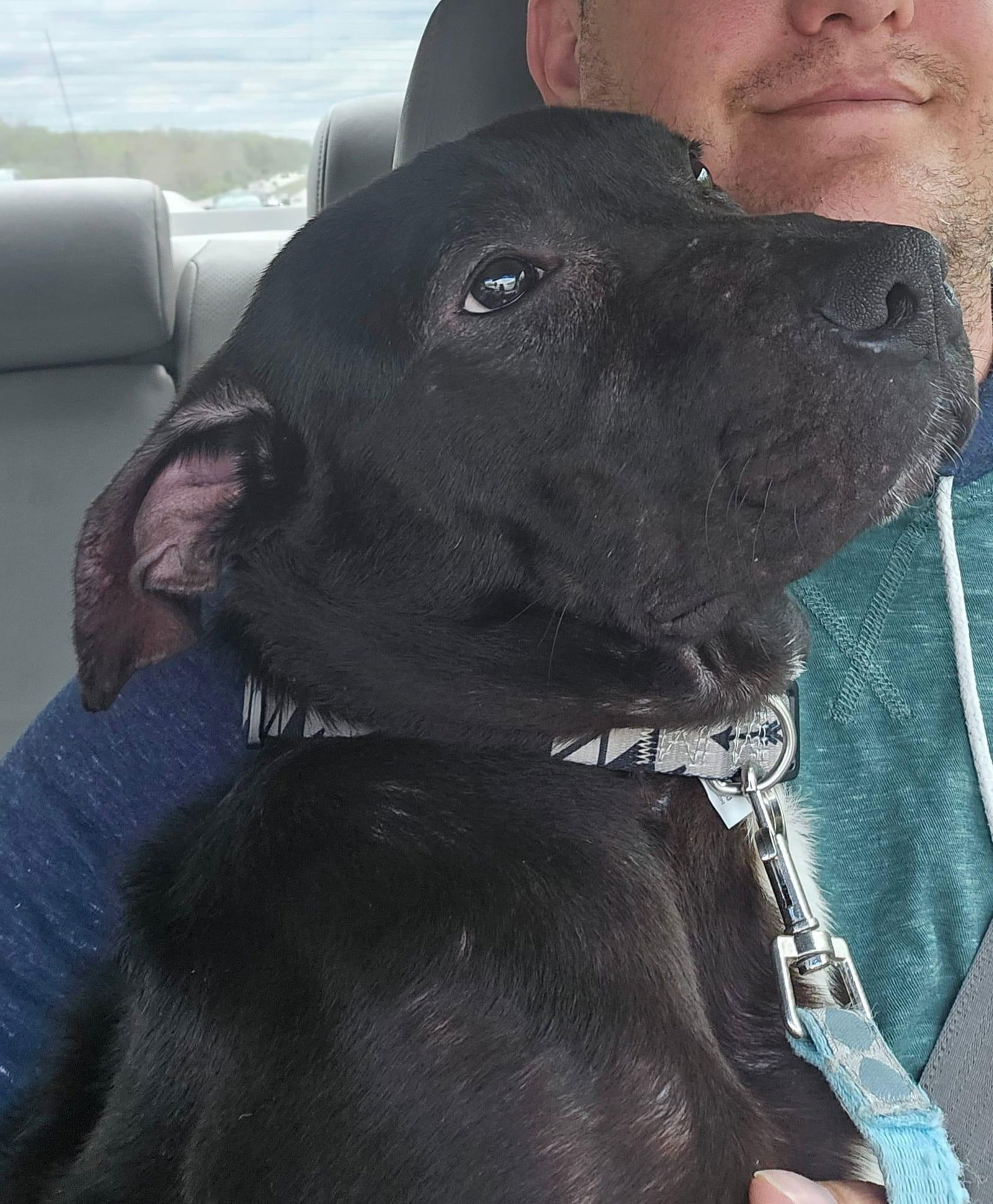 Dog for Adoption - Jupiter, a American Pit Bull Terrier in Warren