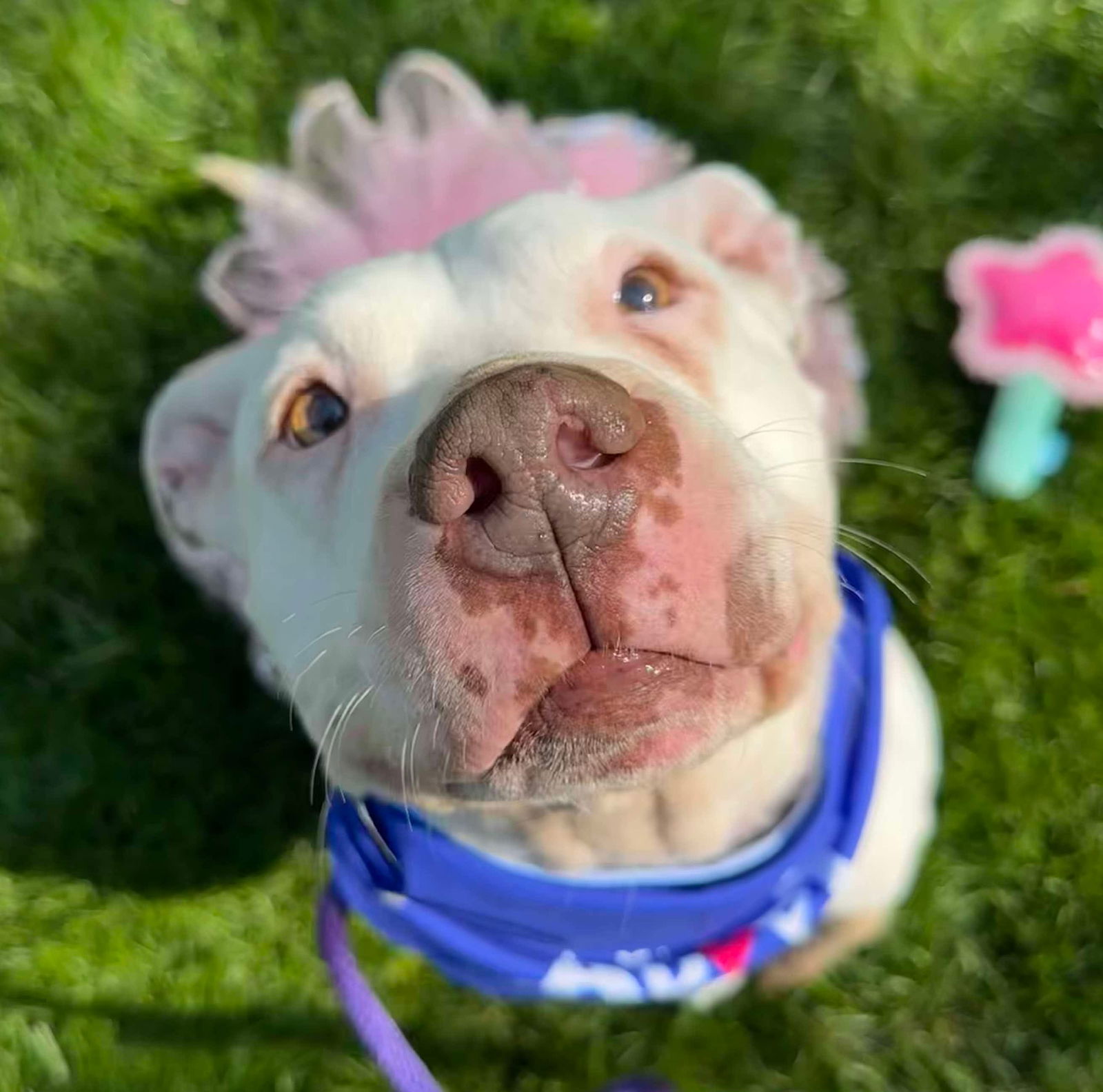 adoptable Dog in Germantown, OH named Mila May