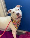 adoptable Dog in , OH named Mila May