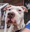 adoptable Dog in , OH named Mila May