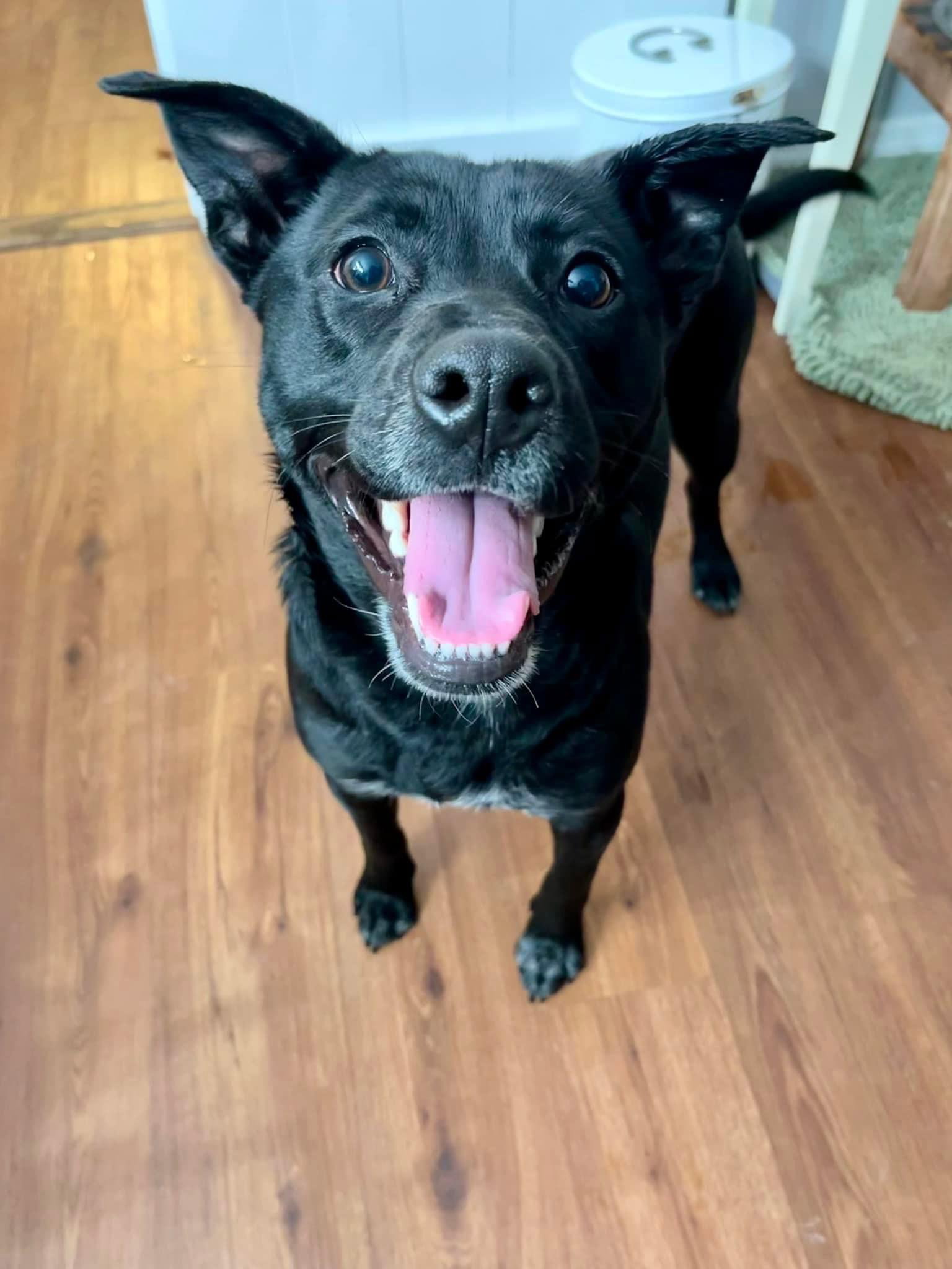 Dog for Adoption Winnipeg, a Labrador Retriever in Crescent Springs