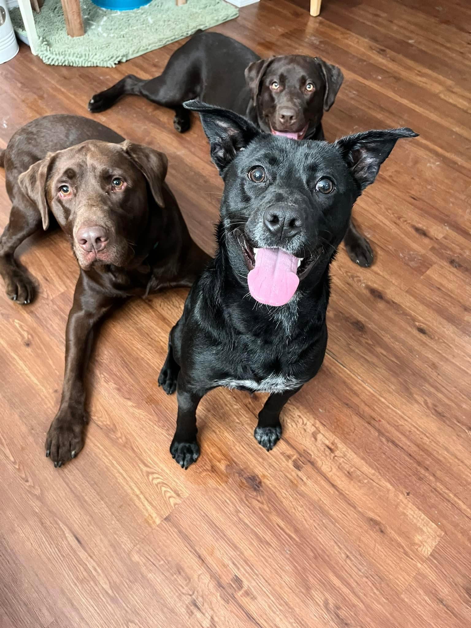 Dog for Adoption Winnipeg, a Labrador Retriever in Crescent Springs