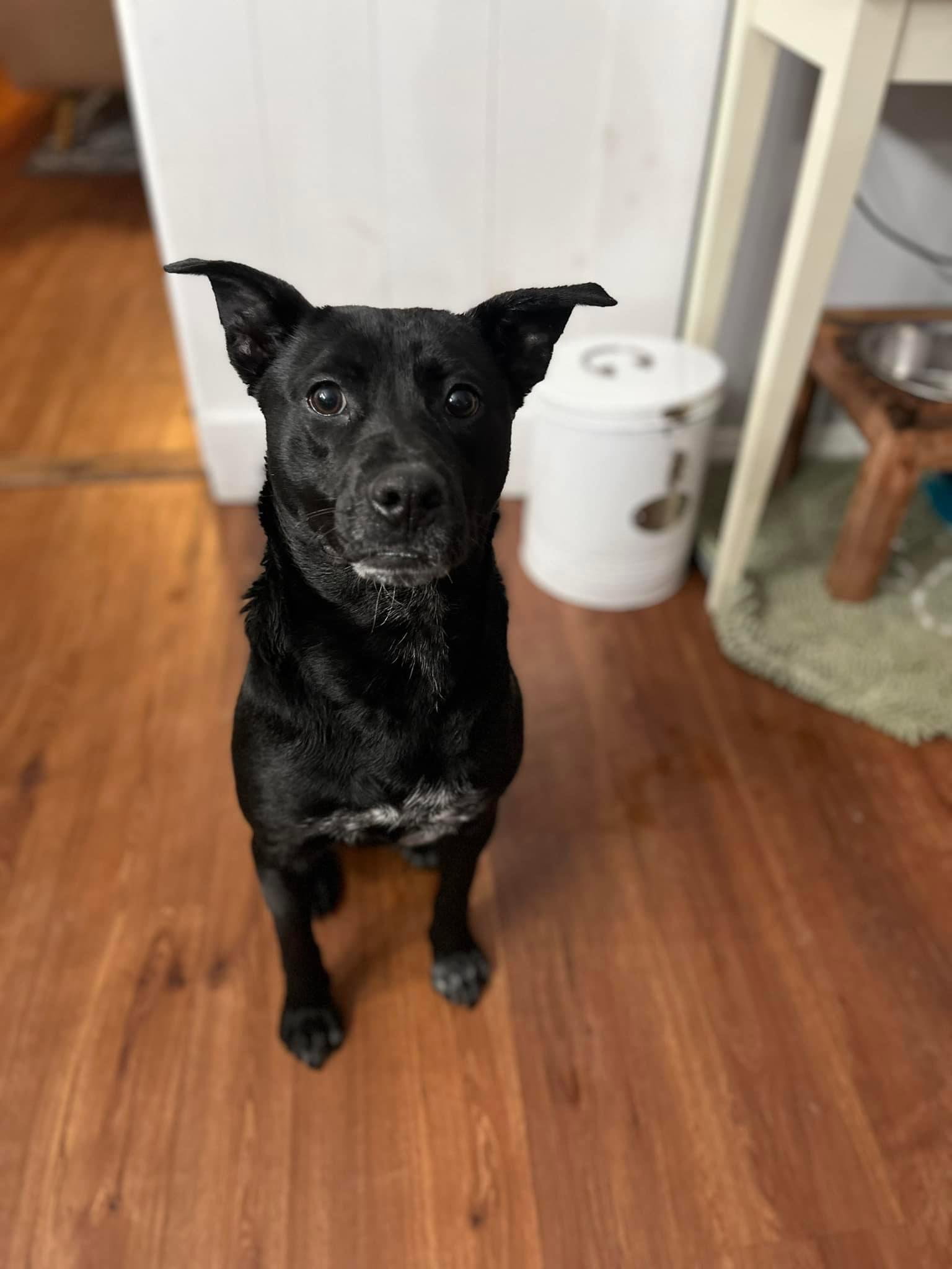 Dog for Adoption Winnipeg, a Labrador Retriever in Crescent Springs