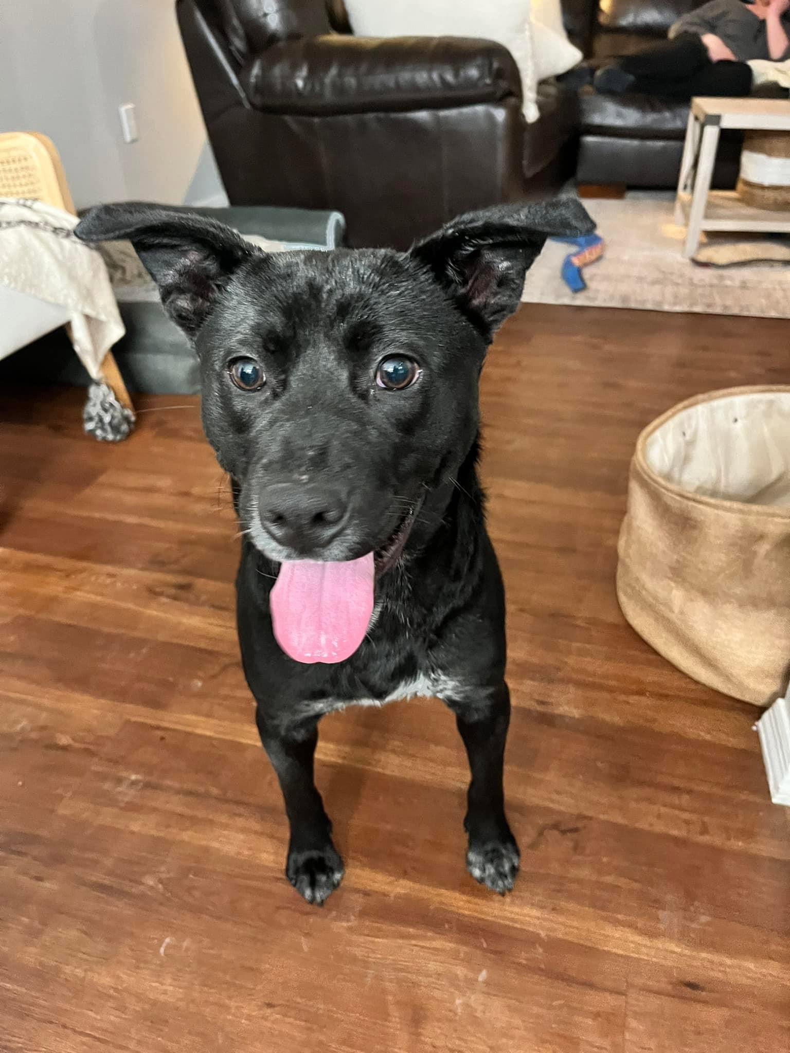 Dog for Adoption Winnipeg, a Labrador Retriever in Crescent Springs