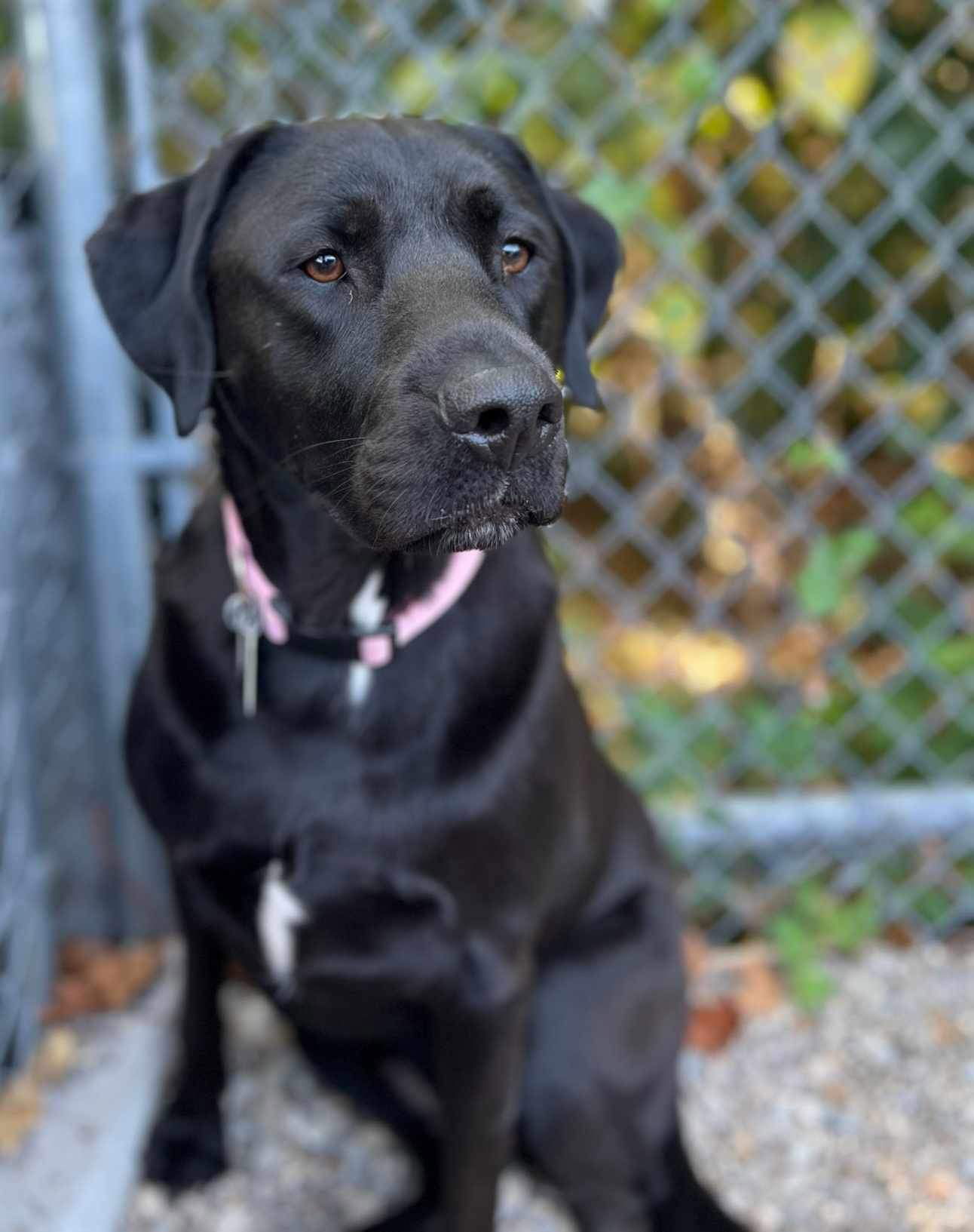 adoptable Dog in Germantown, OH named Sunshine Daisy