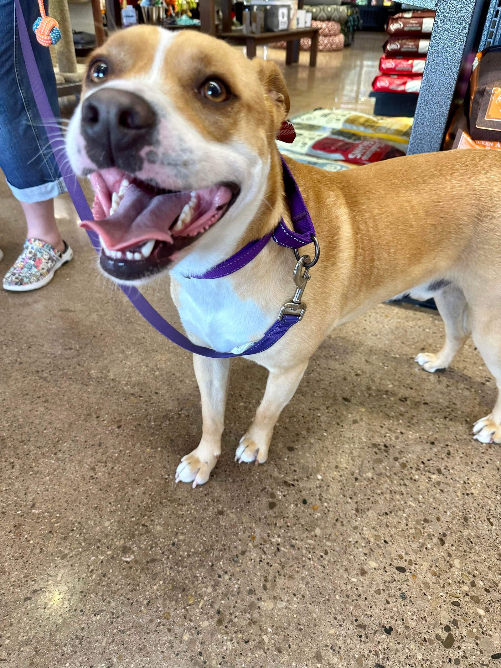 Dog for Adoption Prescott, a American Pit Bull Terrier in Aurora, IN