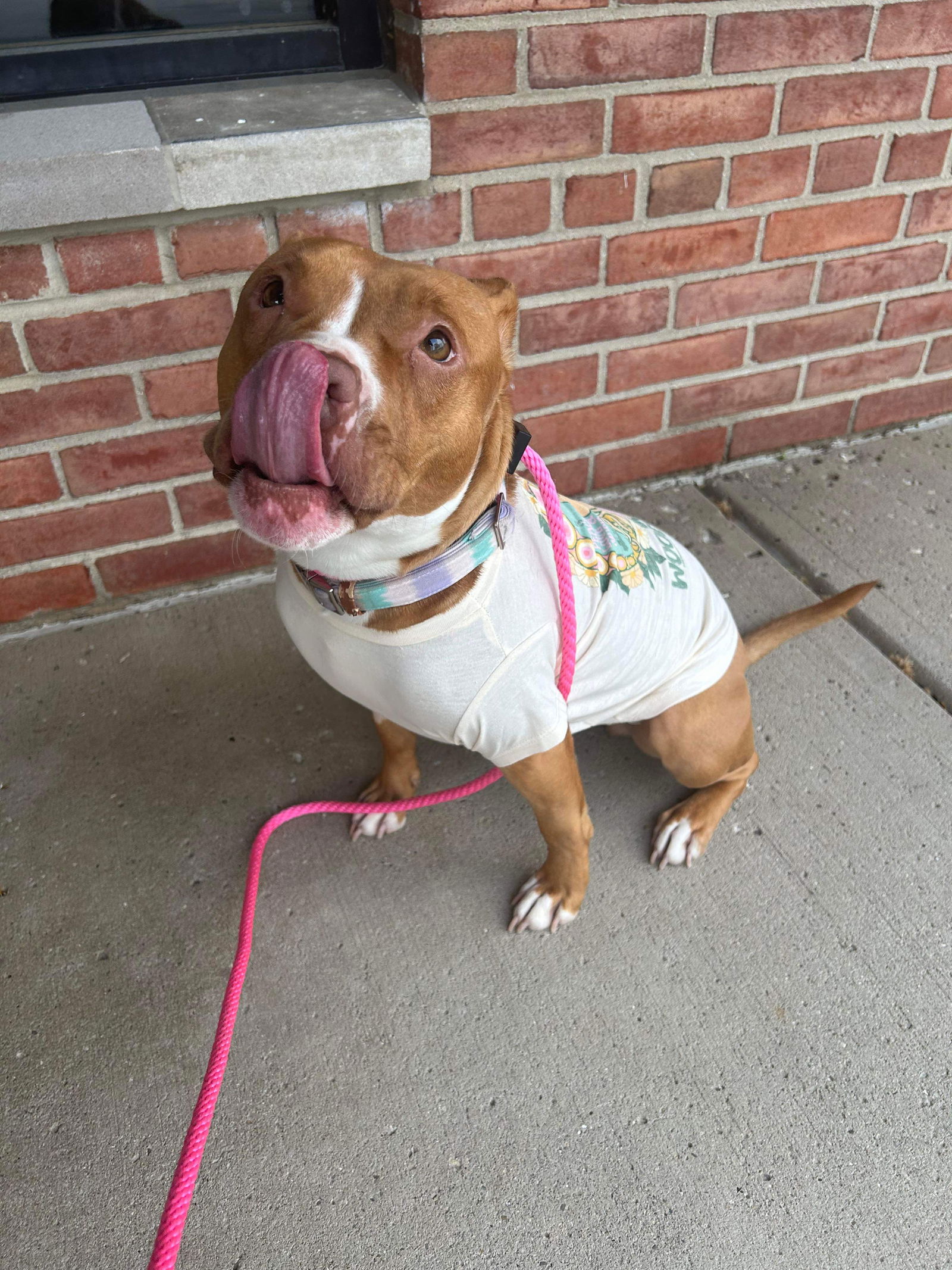 Dog for Adoption - Daisy Duke, a American Pit Bull Terrier in Dearborn