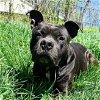 adoptable Dog in germantown, OH named Cyrus Ray