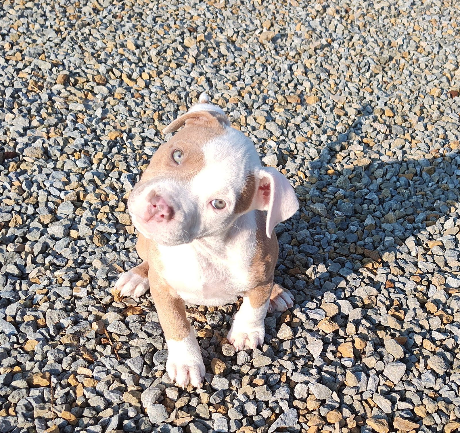 Dog for Adoption - Dell, a American Pit Bull Terrier in Tipp City, OH ...