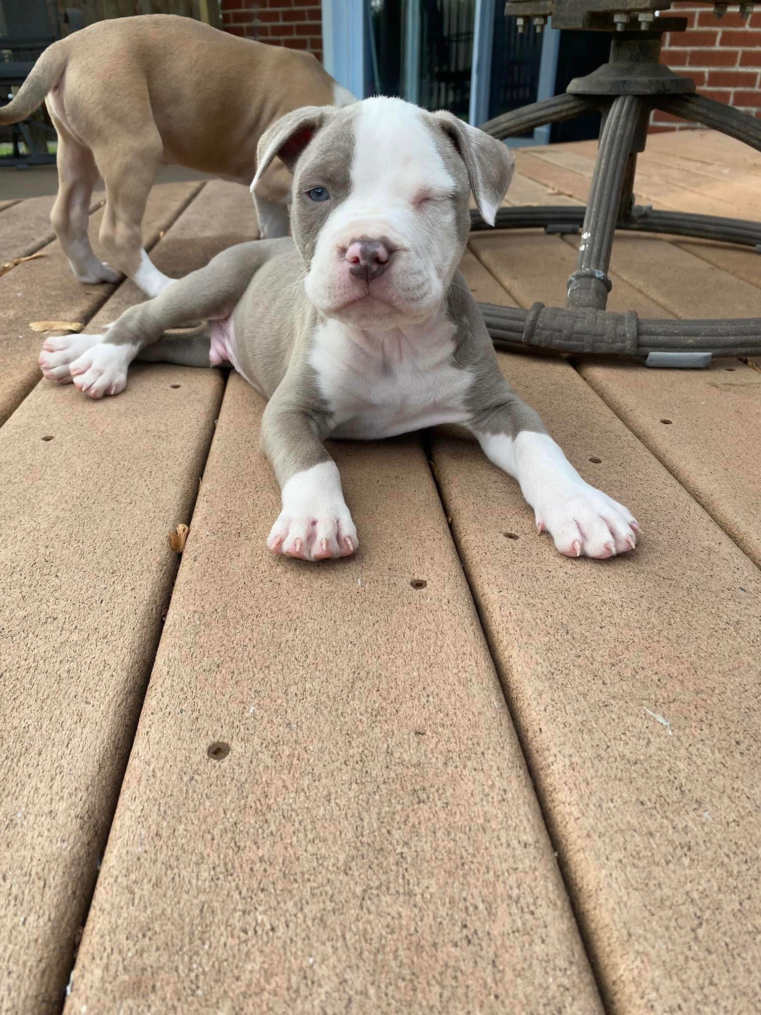 Dog for Adoption Walker, a American Pit Bull Terrier in Tipp City, OH