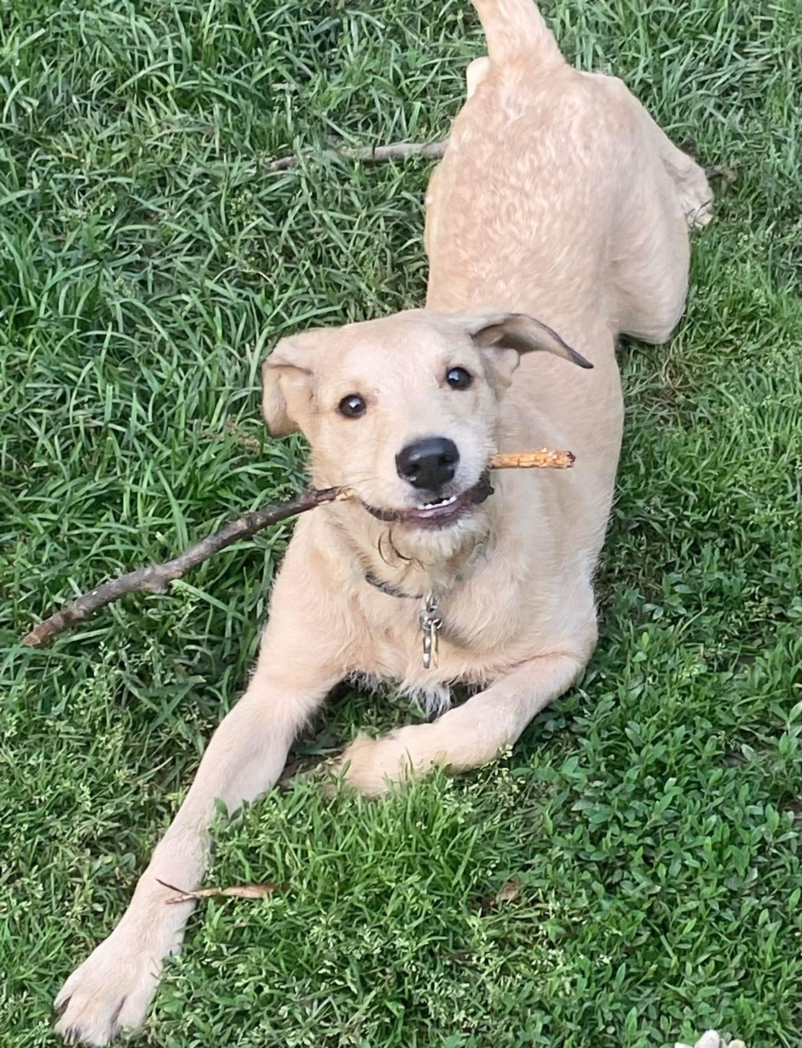 dog-for-adoption-liam-a-airedale-terrier-in-englewood-oh-alpha-paw