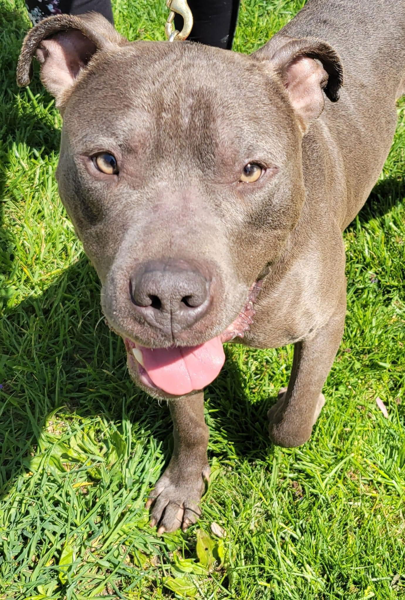 dog-for-adoption-ulysses-a-american-pit-bull-terrier-in-miami-county