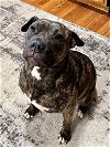 adoptable Dog in germantown, OH named Coco Pebbles