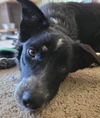 Gidget