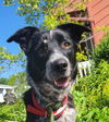 Gidget