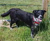 Gidget