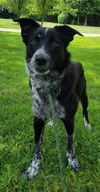 Gidget