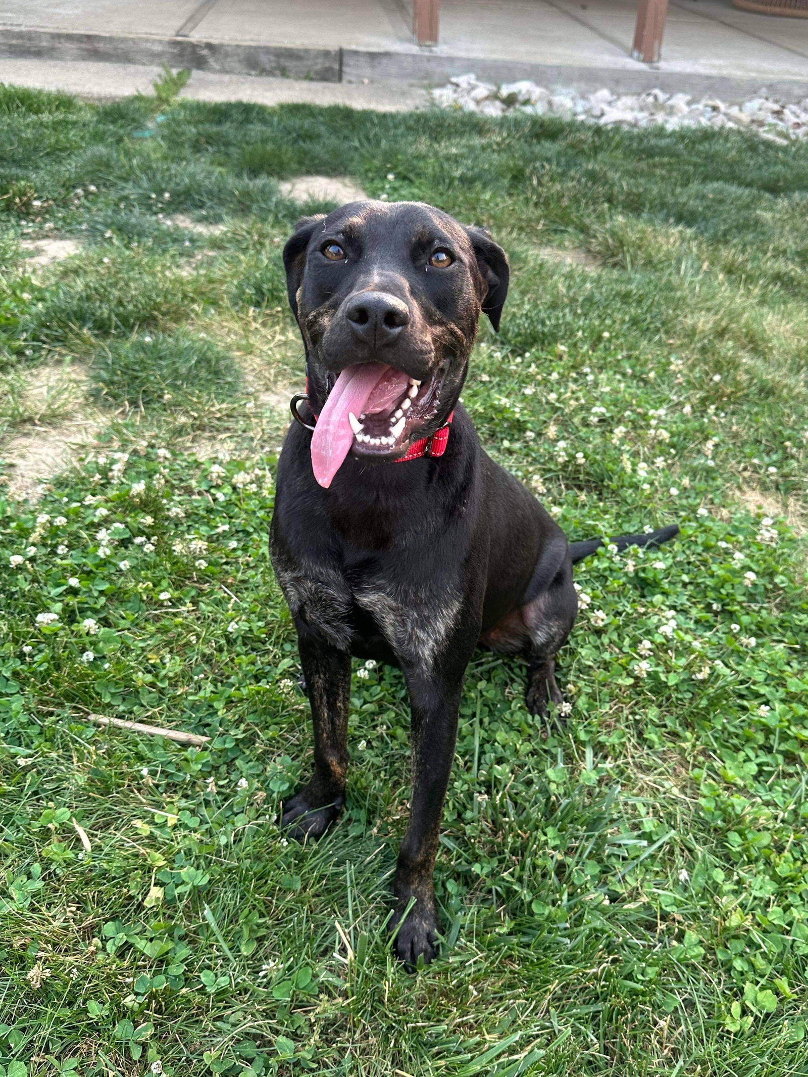 Dog for Adoption Gabe, a Labrador Retriever in Kettering, OH Alpha Paw