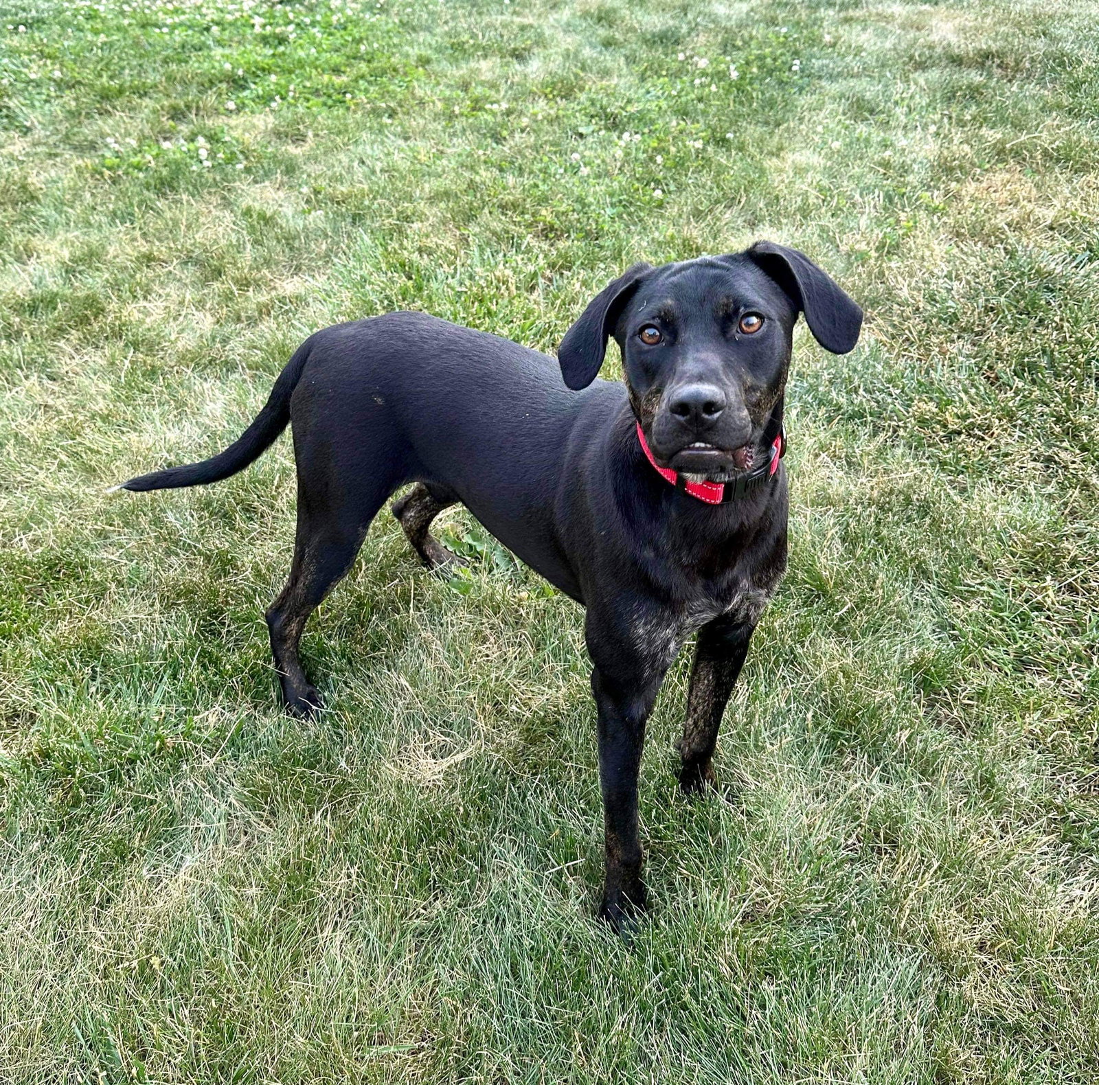 Dog for Adoption Gabe, a Labrador Retriever in Kettering, OH Alpha Paw