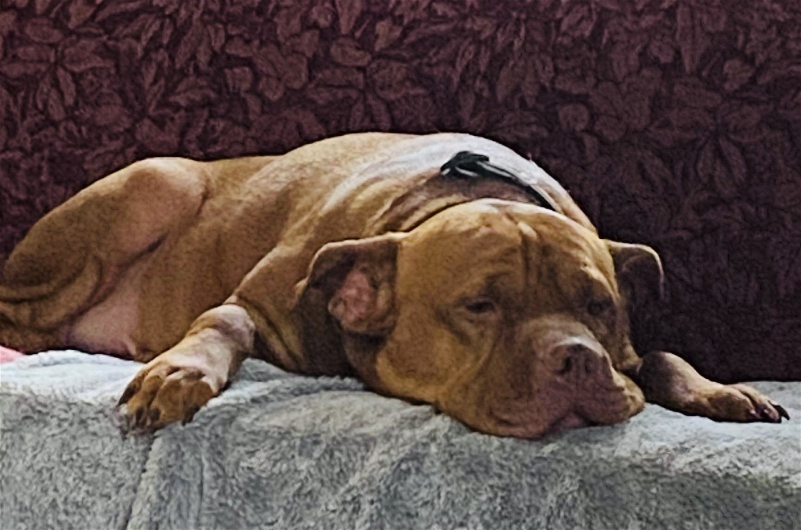 adoptable Dog in Germantown, OH named Alfie