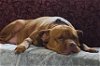 adoptable Dog in germantown, OH named Alfie