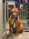 adoptable Dog in germantown, OH named Alfie