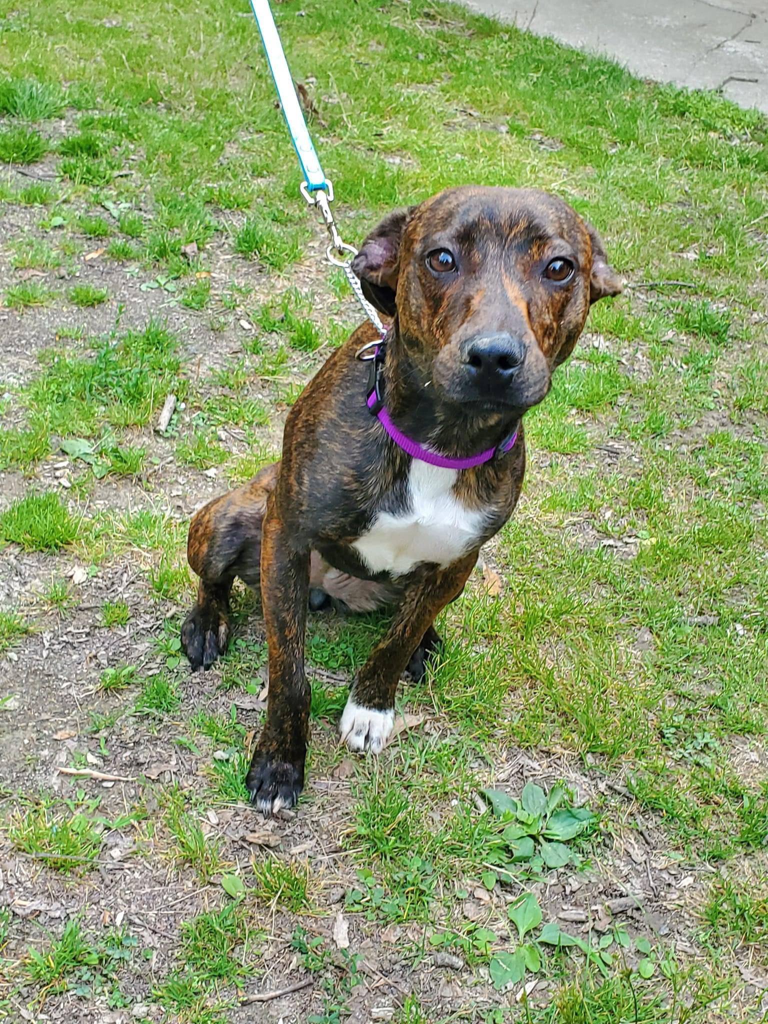 dog-for-adoption-cami-a-american-pit-bull-terrier-in-brookville-in