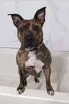 adoptable Dog in Germantown, OH named Centennia