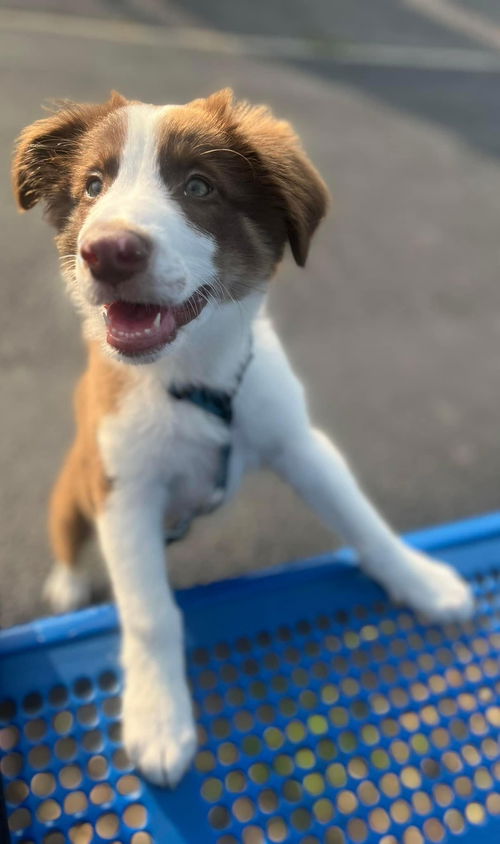 Oliver